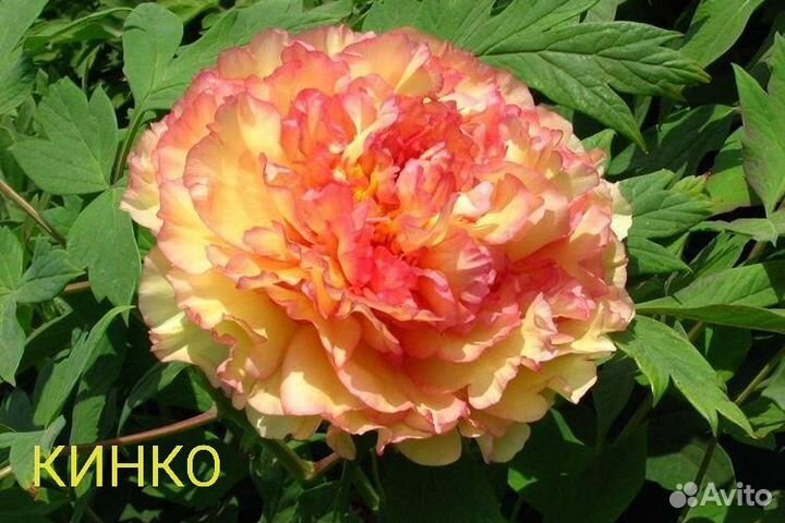 Пион Древовидный