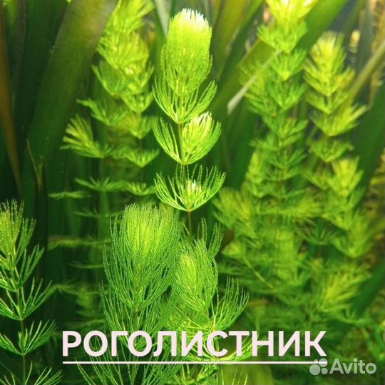 Аквариумные растения