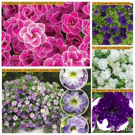 Вегетативная Петуния, Калибрахоа