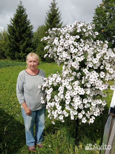 Дерево для петунии