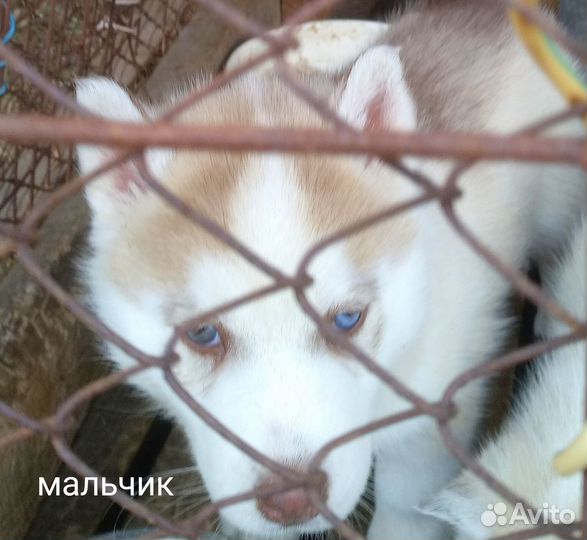 Щенки сибирской хаски