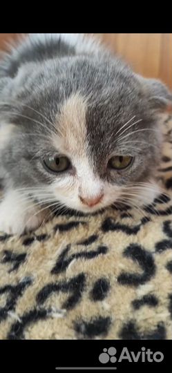 Шотландская вислоухая кошка бесплатно