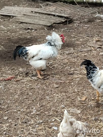Молодые петушки