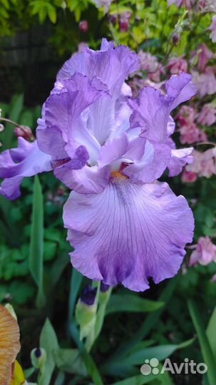 Ирисы