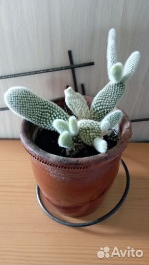 Кактусы и суккуленты