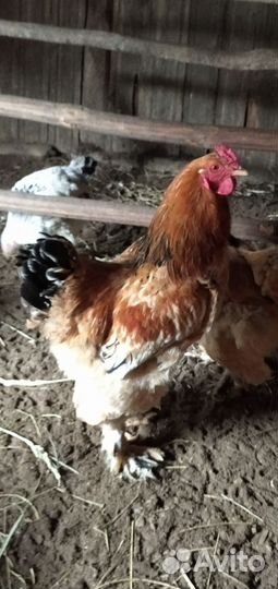 Петух Брама Палевый