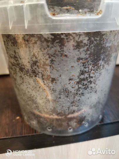 Антуриум Эдисон (серия большие американцы)