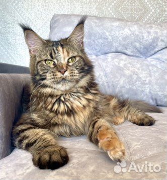 Котята мейн-кун