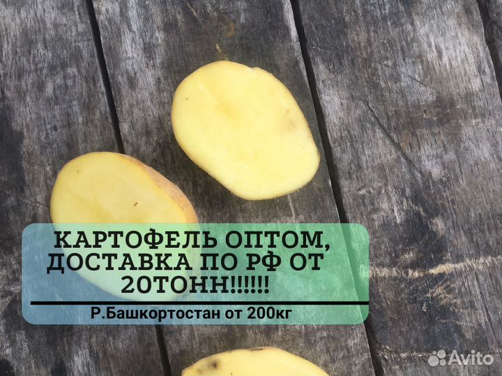 Картофель оптом с доставкой от 20 тонн