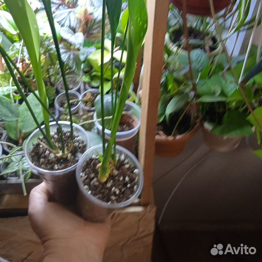 Аспедистра милки вей