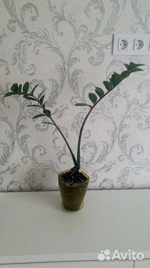 Замиокулькас