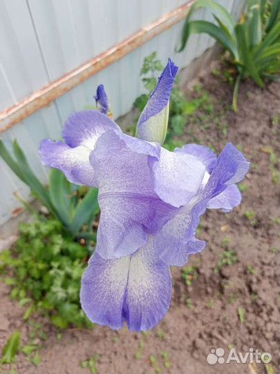 Ирисы сортовые