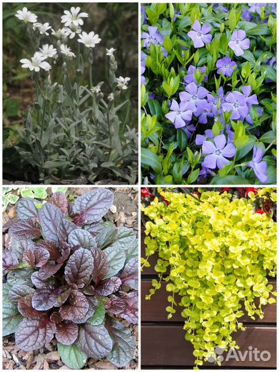 Барвинок, ясколка, вербейник, живучка