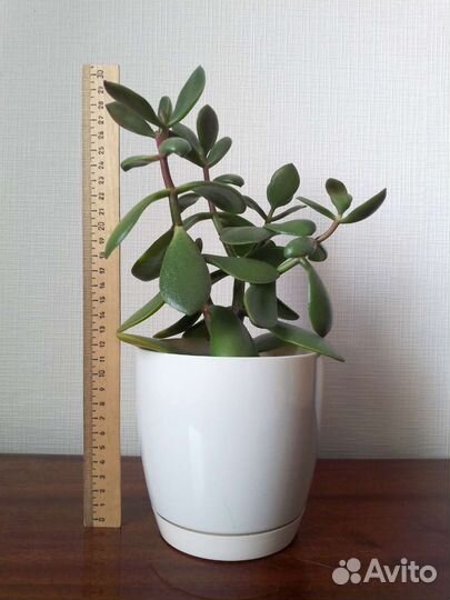 Толстянка (денежное дерево), алое, в горшках