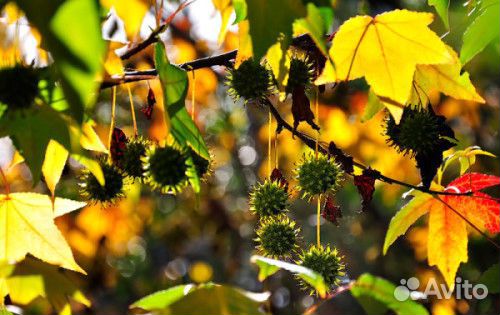 Ликвидамбар Амбровое дерево семена саженцы
