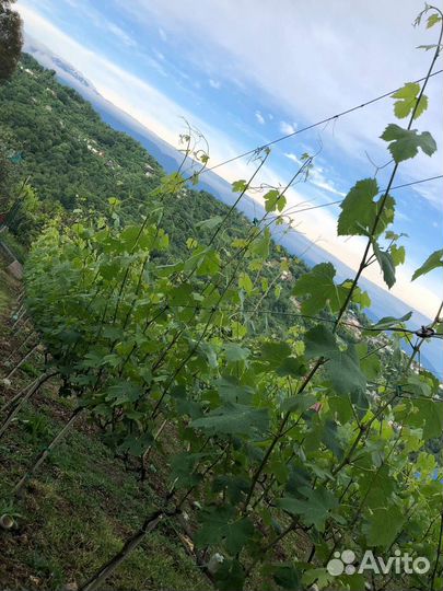 Итальянские черенки и саженцы винограда