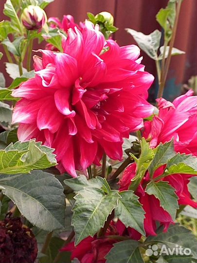 Георгины клубни