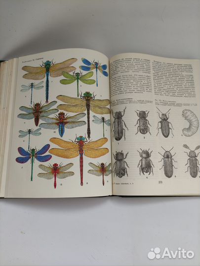 Энциклопедия Жизнь животных СССР Членистоногие