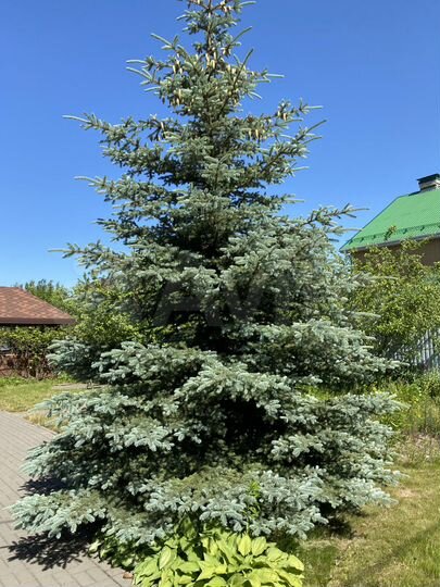 Коттедж 178 м² на участке 10 сот.