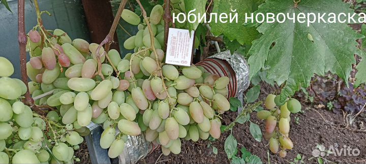 Саженцы винограда