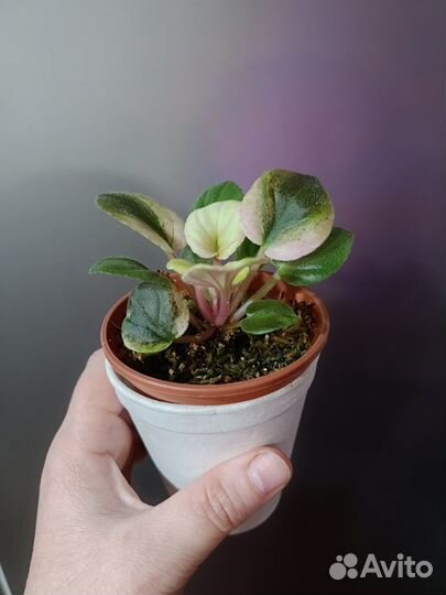 Комнатные растения.Обновлен 23.04