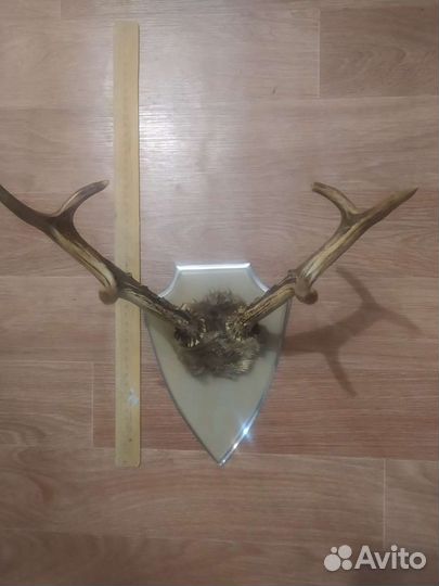 Рога косули