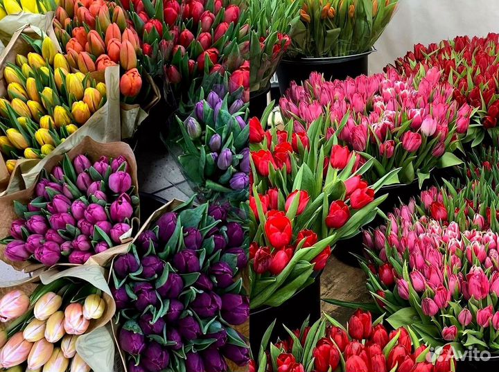 Тюльпаны опт