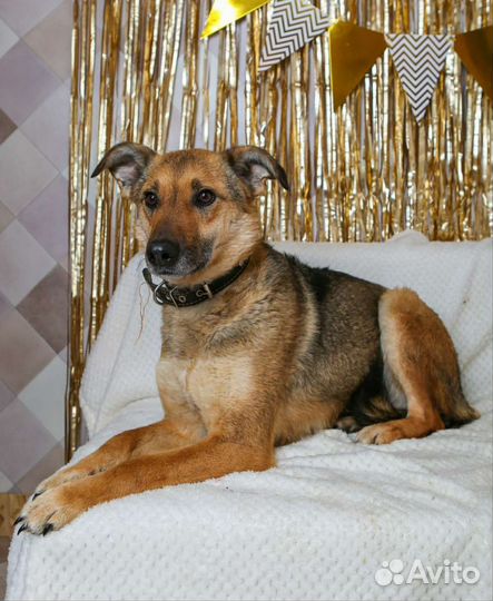 Лакки предали люди