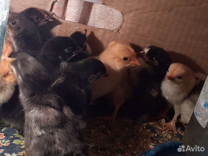 Цыплята Брама