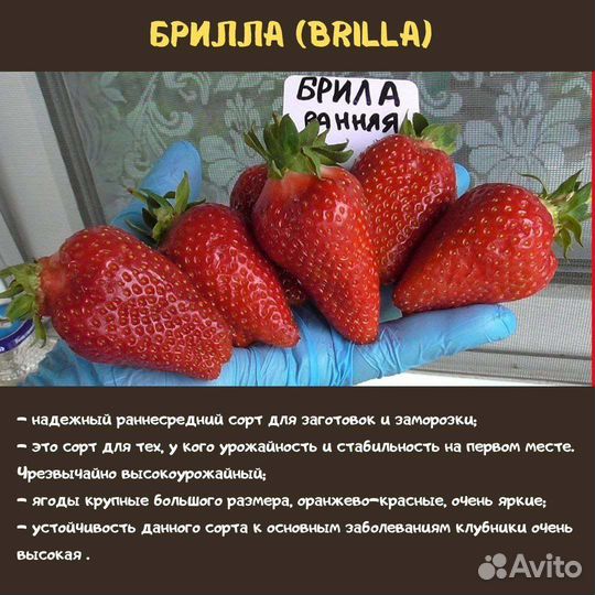 Клубники кустики