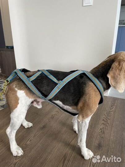 Шлейка ездовая