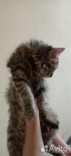 Кошка в дар бесплатно