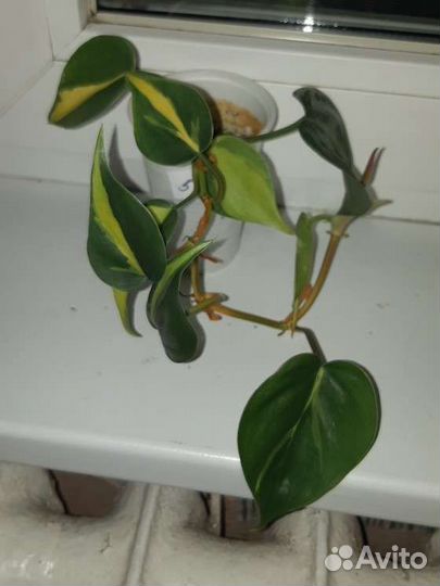 Филолендрон бразил