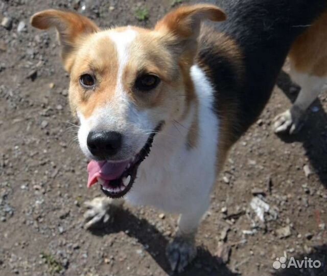 Найда ищет дом