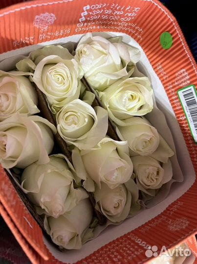 Роза эквадорский Proud