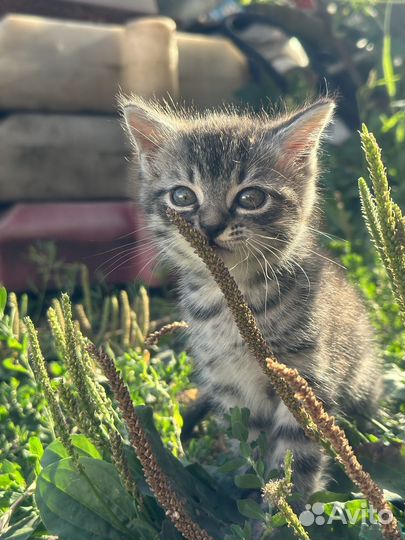 Котята в добрые руки бесплатно