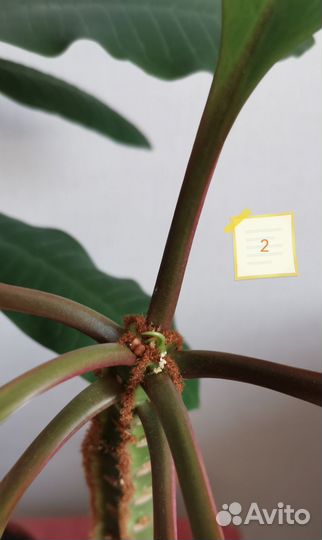 Молочай беложильчатый, высота 34 и 32 см