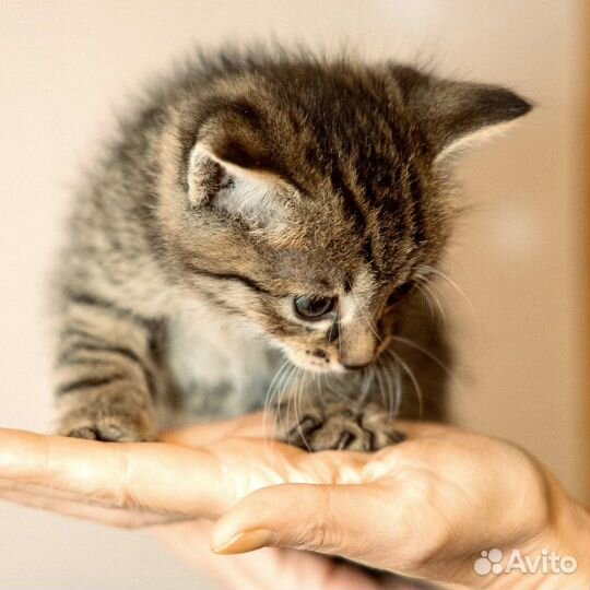 Милые котята в добрые руки