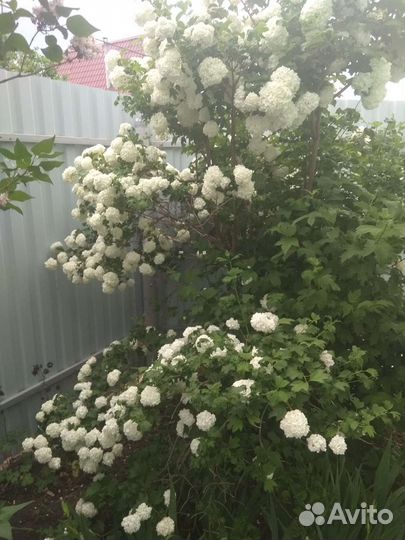 Калина бульдонеж