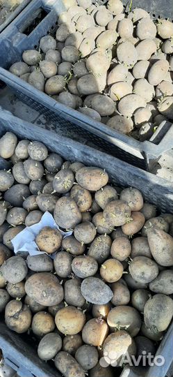 Сортовой картофель на посадку