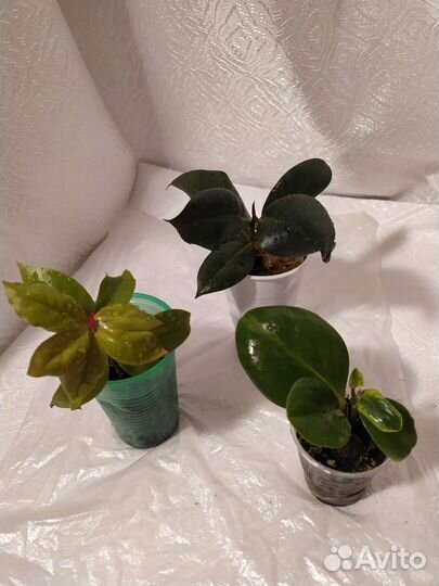 Комнатные растения