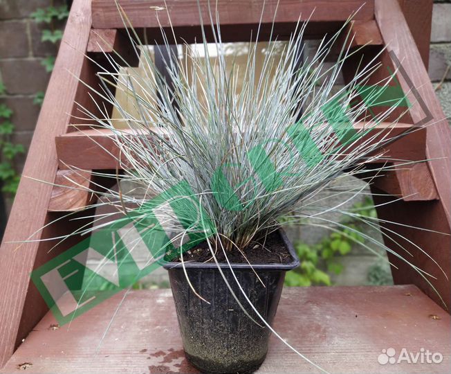 Розмарин,овсяница сизая,гибискус гвоздика турецкая