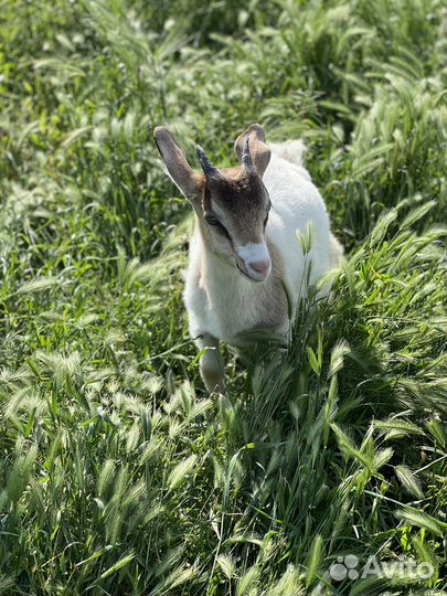 Козье молоко