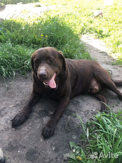 Вязка лабрадор