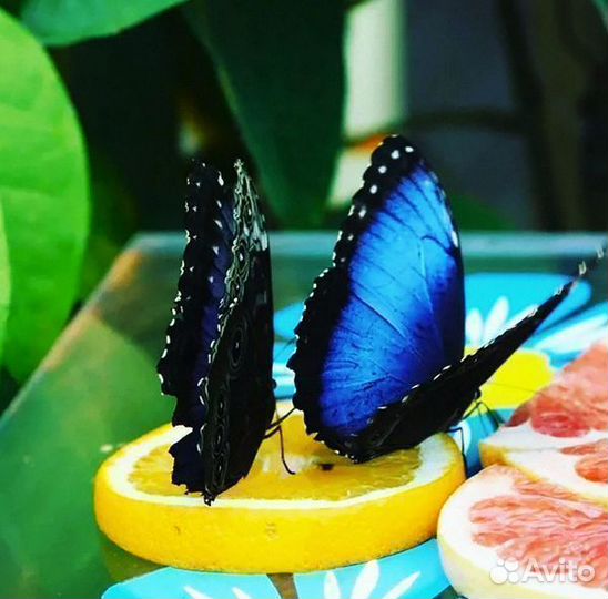 Живые бабочки т/б-11