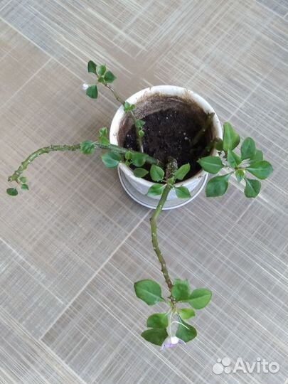 Комнатные цветы