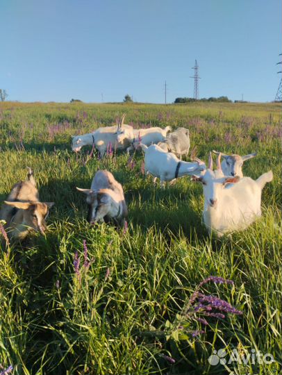 Коза дойная молочная и козлы 8 голов