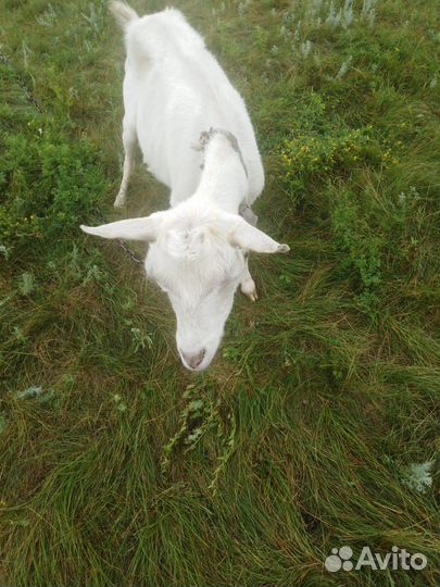 Домашние животные козы