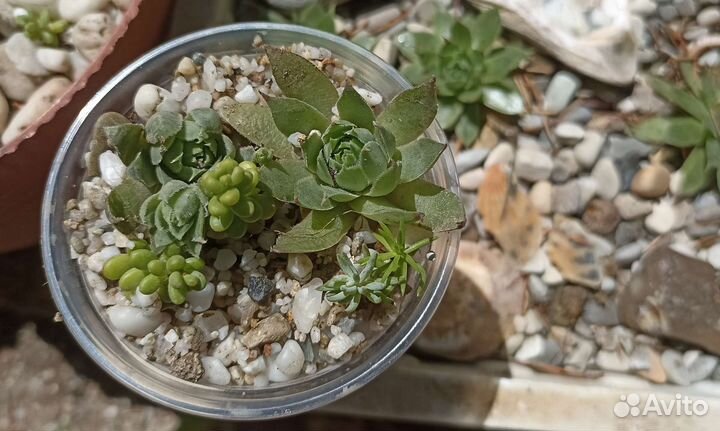 Флорариум суккуленты