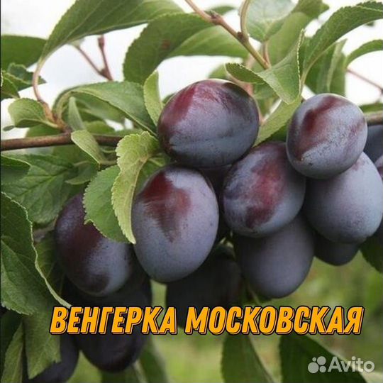 Саженцы сливы и алычи